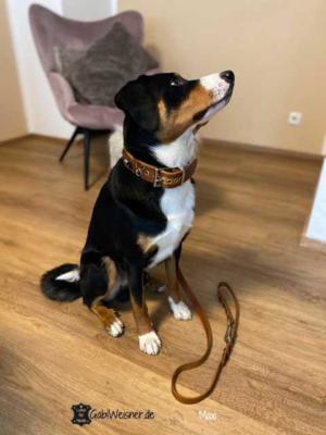 hundehalsband leder breit Maxi-2