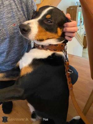 hundehalsband leder breit Maxi-5