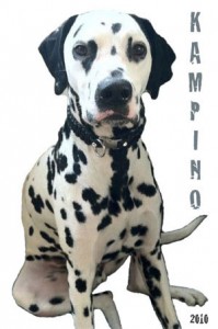kampino