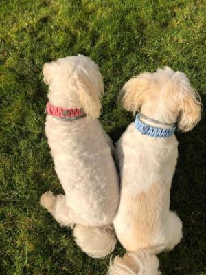 knotenhalsband-rosa-hellblau malteserhund 1