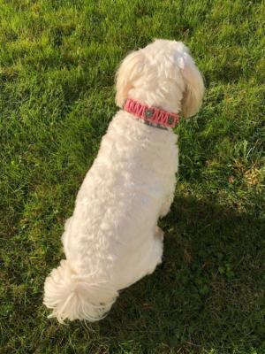 knotenhalsband-rosa-hellblau malteserhund 2
