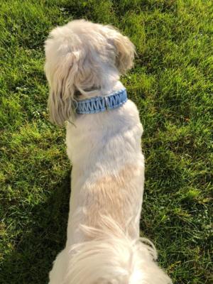 knotenhalsband-rosa-hellblau malteserhund 3