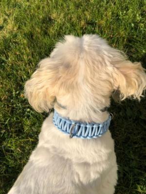 knotenhalsband-rosa-hellblau malteserhund 4