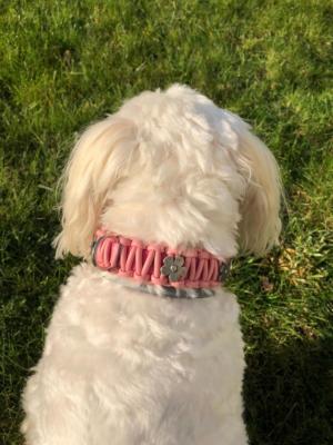 knotenhalsband-rosa-hellblau malteserhund 5