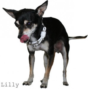 lilly