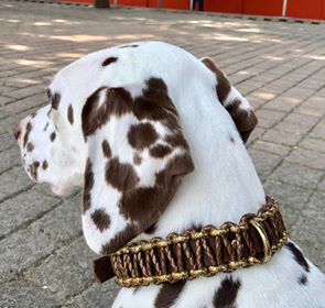 noia braun gold