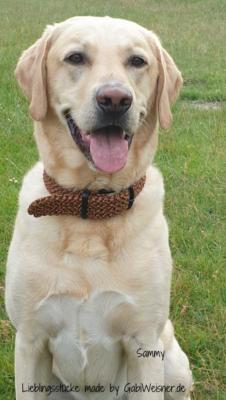paracord-Hundehalsband-sammy
