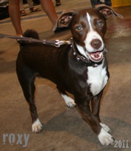 roxy8