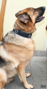 schaeferhund-Lederhundehalsband-conchos