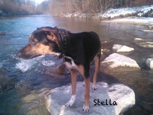 stella