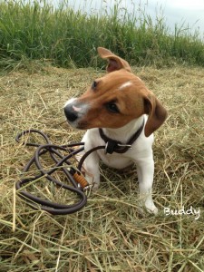 verstellbare-Führleine-für-kleinere-Hunde-Nappaleder-glatt-in-braun-cognac-1