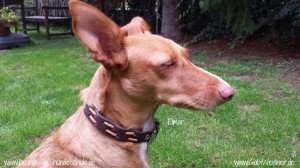 www.hounds-die-hundeschule.de---www.GabiWeisner.de-Elmar-1