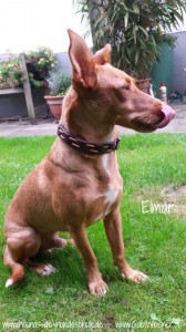 www.hounds-die-hundeschule.de---www.GabiWeisner.de-Elmar