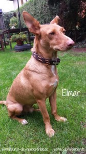 www.hounds-die-hundeschule.de---www.GabiWeisner.de