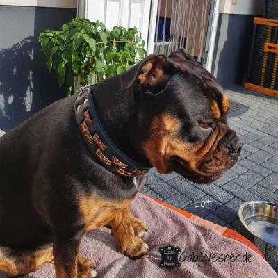 zugstopp-hundehalsband-leder-4-cm-breit-leopard-lotti-3