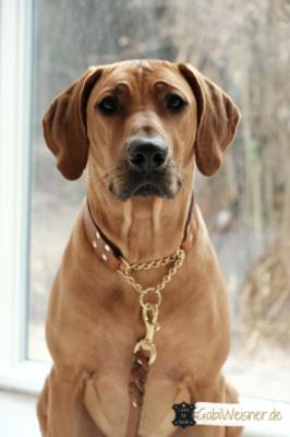 zugstopp hundehalsband leder 4 cm breit 5